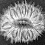 18 Mukhi Rudraksha 26.6mm 3.87gm - Xray