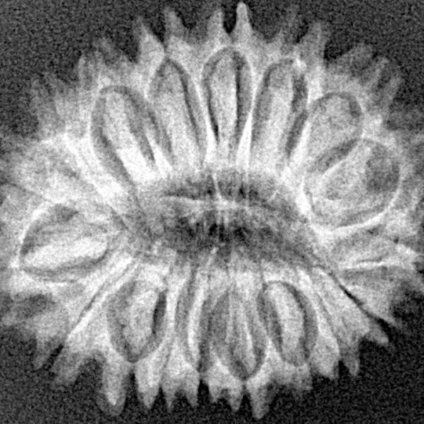 18 Mukhi Rudraksha 26.6mm 3.87gm - Xray