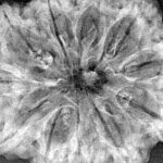 11 Mukhi Rudraksha 37.1mm 7.45gm - Xray