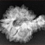 Sawar/Ganesh (6+1) 25.6mm 3.43gm - Xray