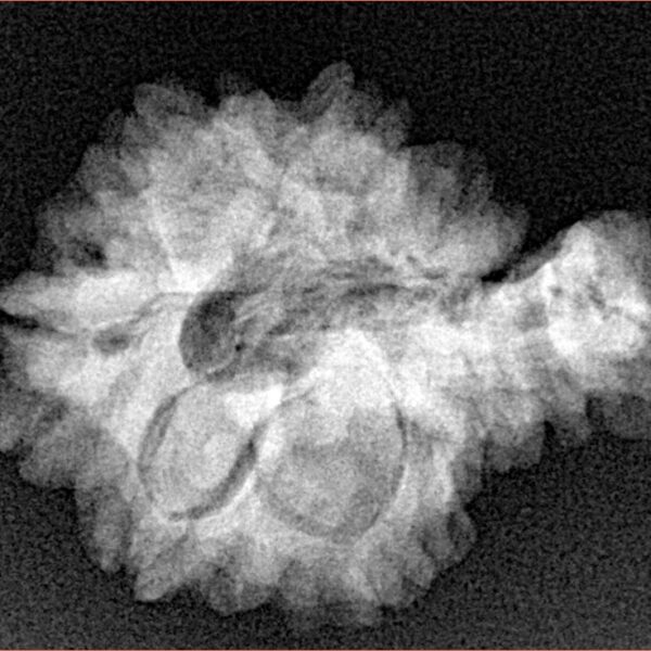 Sawar/Ganesh (6+1) 25.6mm 3.43gm - Xray