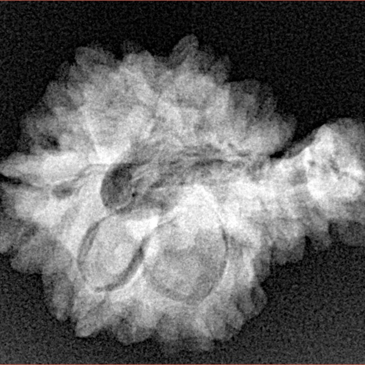 Sawar/Ganesh (6+1) 25.6mm 3.43gm - Xray