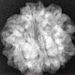 1MK(Underdeveloped) 23.2mm 4.16gm - Xray