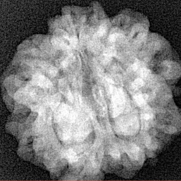 1MK(Underdeveloped) 23.2mm 4.16gm - Xray