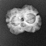 2 Mukhi Rudraksha 20.8mm 2gm - Xray