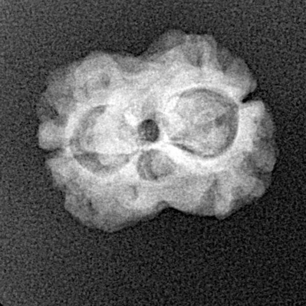 2 Mukhi Rudraksha 20.8mm 2gm - Xray