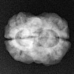 2 Mukhi Rudraksha 25mm 2.44gm - Xray