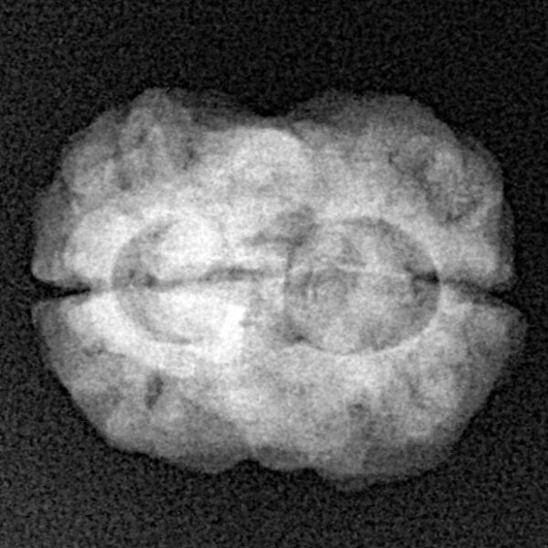 2 Mukhi Rudraksha 25mm 2.44gm - Xray