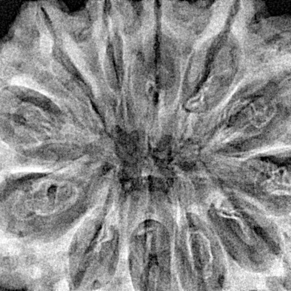 12 Mukhi Rudraksha 36.7mm 8.5gm - Xray