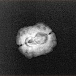 2 Mukhi Rudraksha 21.5mm 1.28gm - Xray