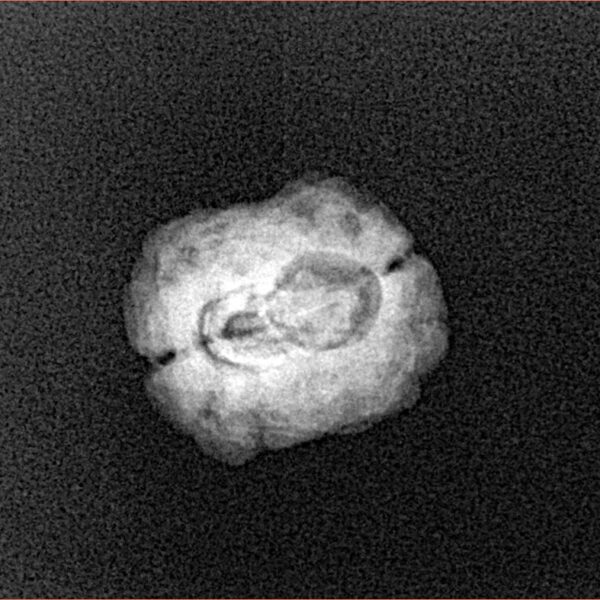 2 Mukhi Rudraksha 21.5mm 1.28gm - Xray