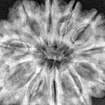 11 Mukhi Rudraksha 32.7mm 8gm - Xray