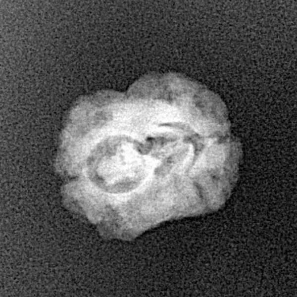 2 Mukhi Rudraksha 20.7mm 1.34gm - Xray