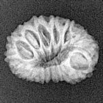 15 Mukhi Rudraksha 19.8mm 1.64gm - Xray