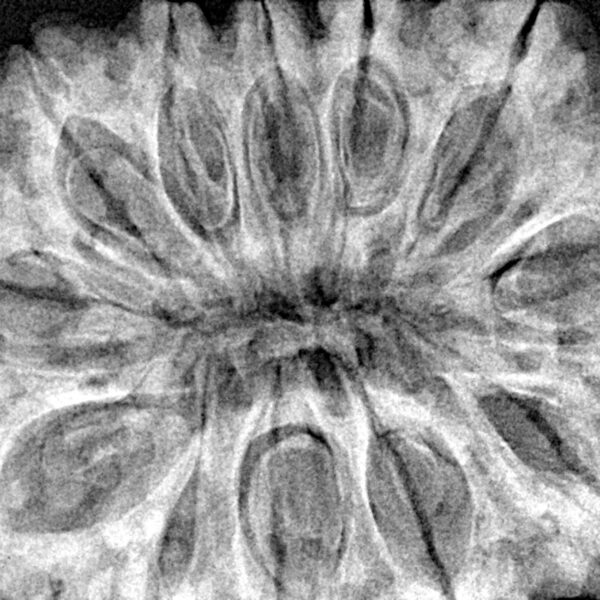 12 Mukhi Rudraksha 37mm 10.13gm - Xray