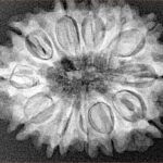 12 Mukhi Rudraksha 29.2mm 5.2gm - Xray