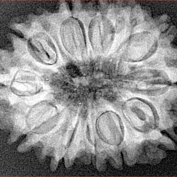 12 Mukhi Rudraksha 29.2mm 5.2gm - Xray