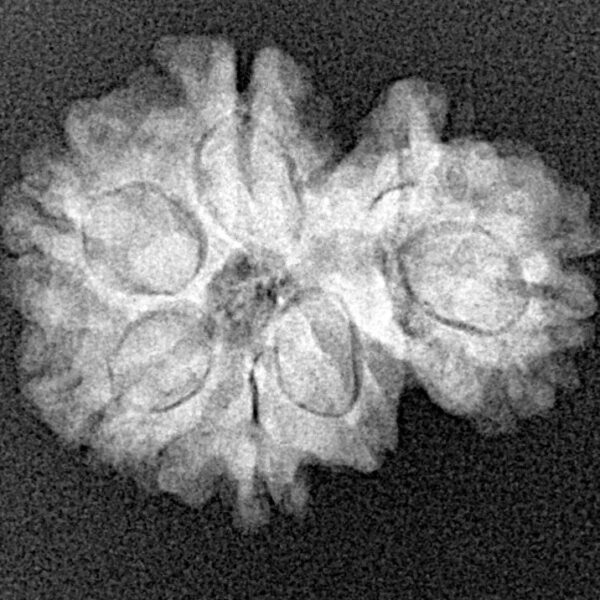 Sawar/Ganesh (6+1) 22.8mm 3gm - Xray