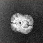 2 Mukhi Rudraksha 21.1mm 1.45gm - Xray