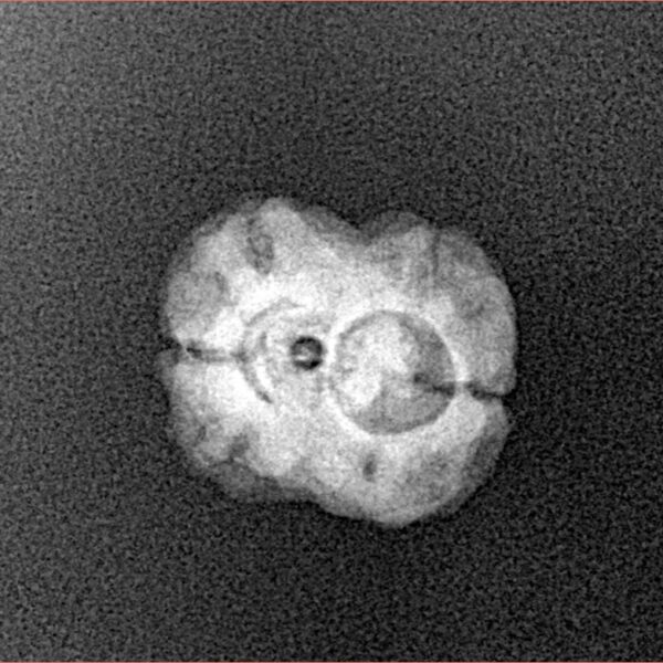 2 Mukhi Rudraksha 21.1mm 1.45gm - Xray