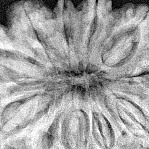 11 Mukhi Rudraksha 38.6mm 11.94gm - Xray