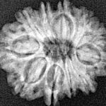 11 Mukhi Rudraksha 21.7mm 2.52gm - Xray