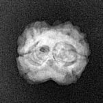 2 Mukhi Rudraksha 19.6mm 1.4gm - Xray