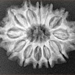 12 Mukhi Rudraksha 26.8mm 4.14gm - Xray