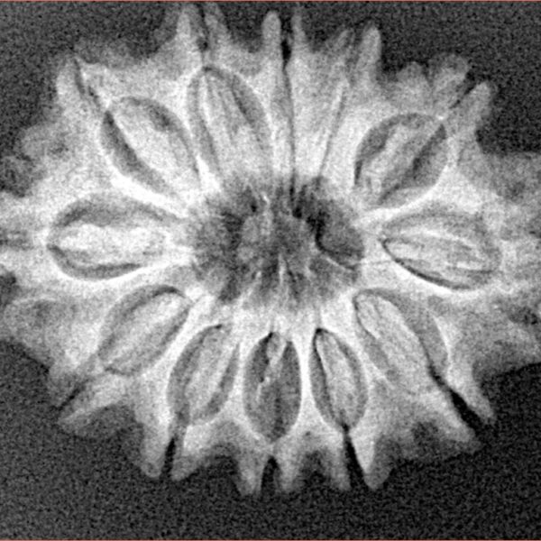 12 Mukhi Rudraksha 26.8mm 4.14gm - Xray