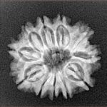 11 Mukhi Rudraksha 21.8mm 3gm - Xray