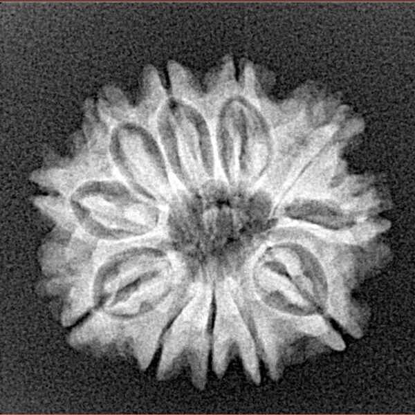 11 Mukhi Rudraksha 21.8mm 3gm - Xray