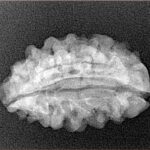 2 Mukhi Moon Shape 26mm 2.72gm - Xray