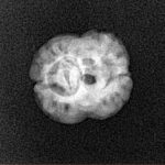 2 Mukhi Rudraksha 20.2mm 1.3gm - Xray