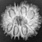 12 Mukhi Rudraksha 21.5mm 2.76gm - Xray