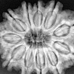 11 Mukhi Rudraksha 30.6mm 7.39gm - Xray