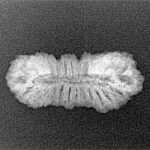 27 Mukhi Rudraksha 23.8mm 1.39gm - Xray