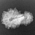 Sawar/Ganesh (8+1) 21.6mm 1.66gm - Xray