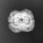 2 Mukhi Rudraksha 22.2mm 1.77gm - Xray