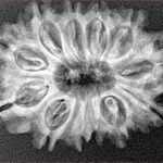 12 Mukhi Rudraksha 28mm 4.13gm - Xray