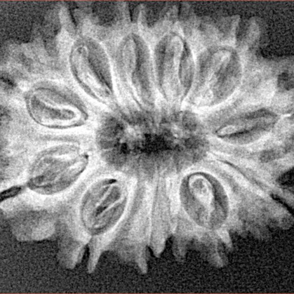 12 Mukhi Rudraksha 28mm 4.13gm - Xray