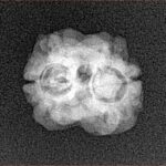 2 Mukhi Rudraksha 18.3mm 1.57gm - Xray