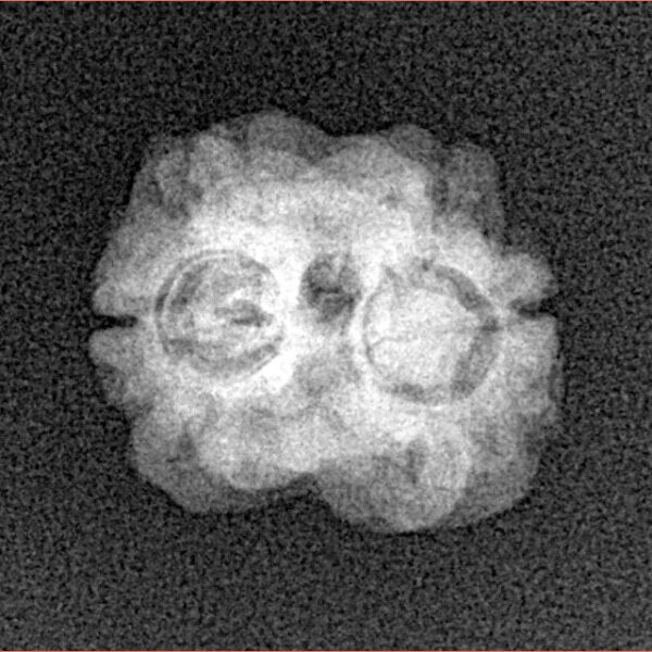 2 Mukhi Rudraksha 18.3mm 1.57gm - Xray