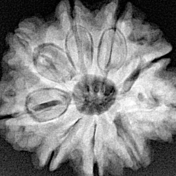 Sawar/Ganesh (8+1) 25.1mm 5gm - Xray