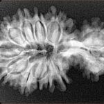 15 Mukhi Garbh Gauri 34.6mm 4.42gm - Xray