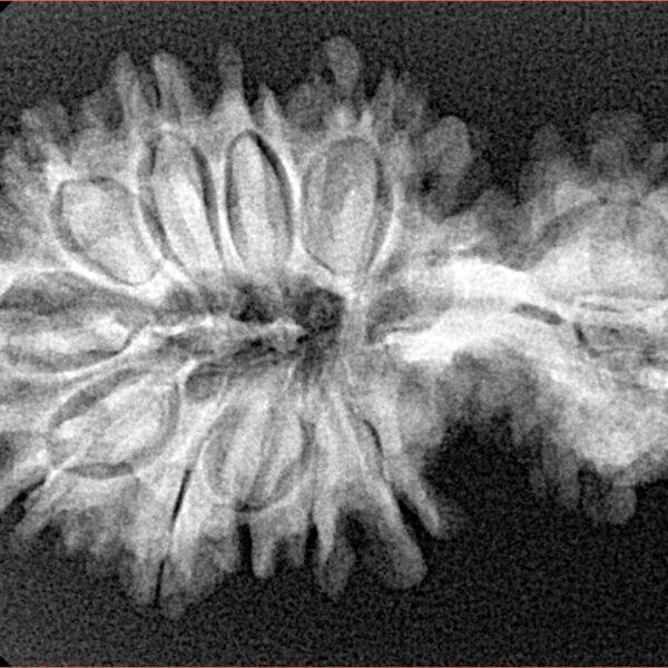 15 Mukhi Garbh Gauri 34.6mm 4.42gm - Xray