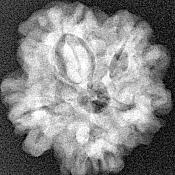 1MK(Underdeveloped) 21.6mm 3.44gm - Xray