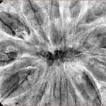 13 Mukhi Rudraksha 44.8mm 10.48gm - Xray