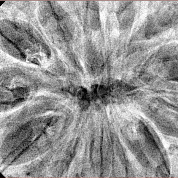 13 Mukhi Rudraksha 44.8mm 10.48gm - Xray