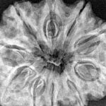 10 Mukhi Rudraksha 33.3mm 6.79gm - Xray