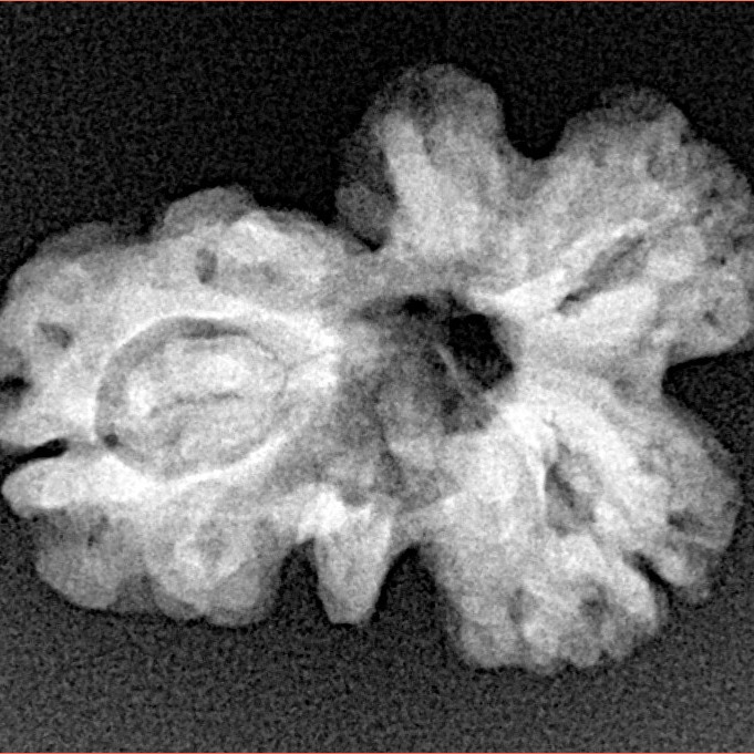 Sawar/Ganesh (2+1) 23.1mm 2.76gm - Xray